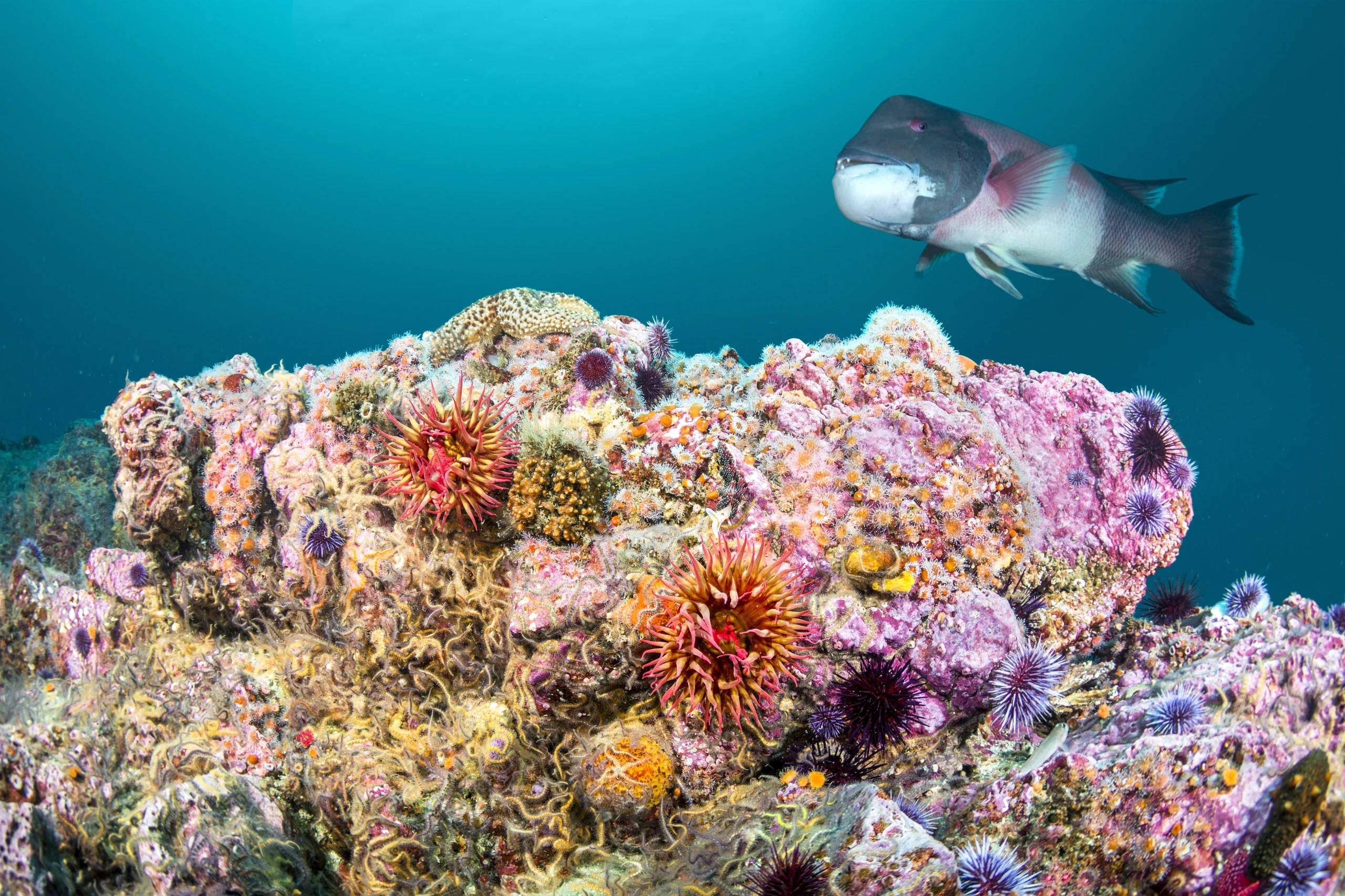 Biodiversidad: El tejido de la vida